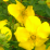 Potentilla fruticosa 'Gold Drop'.png